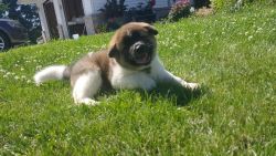 Adorable Akita Puppies for Sale!
