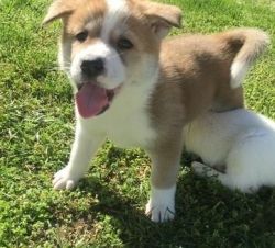 Lovely pure breed Akita puppies.