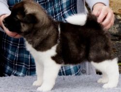 gorgeous Akita puppies are so small and cute.