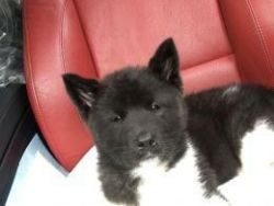 akita puppy for cute and lovely homes