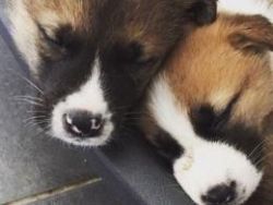 lovely akita puppies