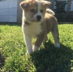 Lovely Akita Puppy For Sale