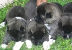 Lovely akita puppies for free adoption