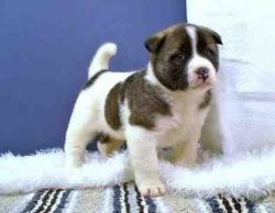 lovely akita puppy for free rehoming