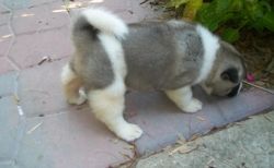 Well Trained Akita puppies