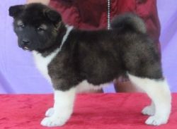 Lovely Akita Puppies For Sale!!! Ready To Go Now