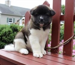 cute looking Akita puppies for sale