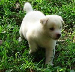 Lovely Akita Puppy