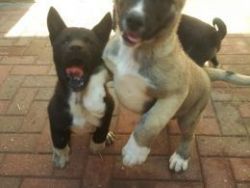 Kc Reg Akita Pups - With Both Vaccinations