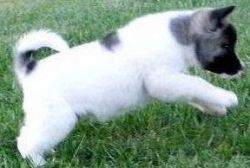 AKITA Puppies going now