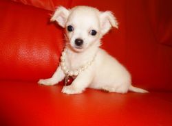 Lovely Chihuahua Puppy Ready