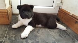 adeorable akita pups for lovely homes