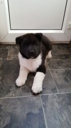 top level akita puppies for lovely homes