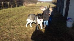 male and female akita puppies available
