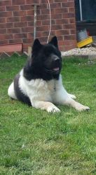 cute akita puppy for lovely homes