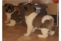 2 Gorgeous Akita Pups Females And Male