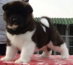 akita puppies for lovely and adorablre homes