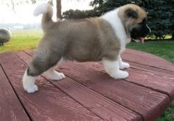 Active Purebred Akita Puppies Seeking Forever A Pet Loving Homes Only