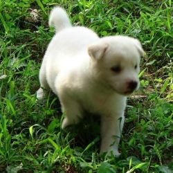 Gorgeous Akita puppy for sale