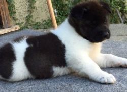 Stunning Pups Available, Akita Qualified Parents