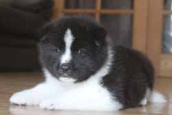 Beautiful Akita Pups For Sale