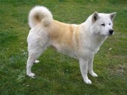 2 Gorgeous Akita Pups Male and Female Available