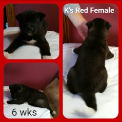 AKC Akita Puppies for sale