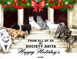 Society Akita Pups For Sale