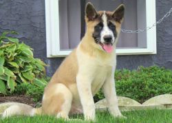 Curly Tailed Akita puppy