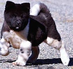 Akita Truly jet black puppies.