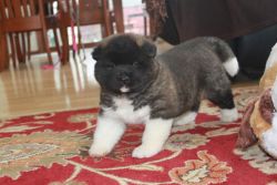 Akita puppies looking for a forever home!