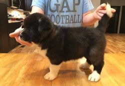 Jack Akita puppies for sale