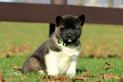 Adorable Akita Puppies for sale