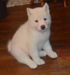 mark and teddy AKC Akita Puppies for Sale