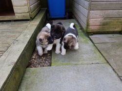 Akita Puppies 2 Girl and Boy Available