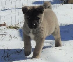 Akita puppies for home