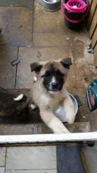 Adorable male and female Akita puppy for sale ready now for sale