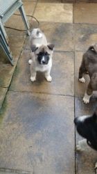 Cute and nice Akita puppies for sale now