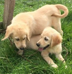 golden retriever puppies available now