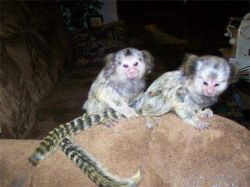 Adorable Monkeys has been vet checked