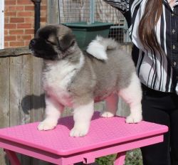 Beautiful American Akita Puppies For Sale!