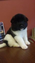 American Akita Puppies Kc Registered For Sale