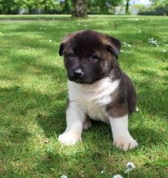 *american Akita Puppies Ready Now**