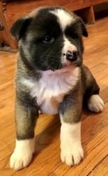 Cute Akita Puppies Available Now For Sale
