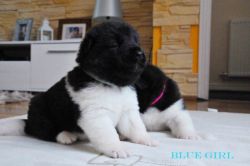 American Akita Puppies Kc Registered For Sale