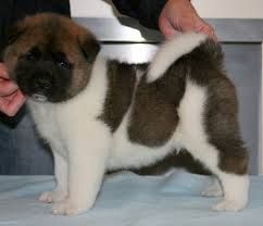 **american Akita male and Female Puppies **