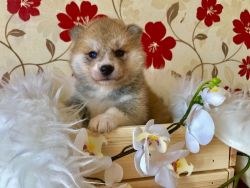 Japanese Akitas Puppies Available