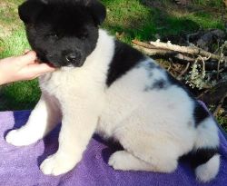 Premium AKC Black and white Akita Puppies