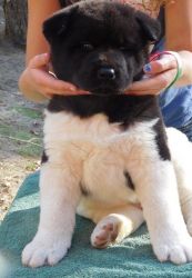 I have 5 Gorgeous Akita Puppies For Sale