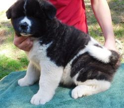 Akita Puppies For Sale. 4 boys and 2 girls
